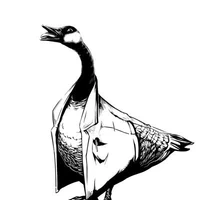 Louis Castricato's profile picture