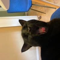 Adam Sabra's profile picture