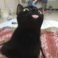 MeowLab's profile picture