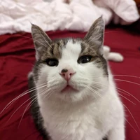 Virgile Rennard's profile picture