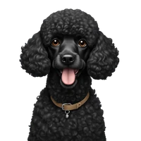 Lukas Gross's profile picture