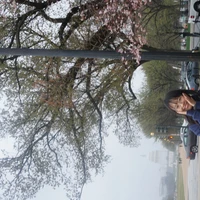 Shihong Yang's profile picture